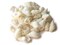 40 17mm to 27mm White Spiral Seashell Beads Natural Shell Beads